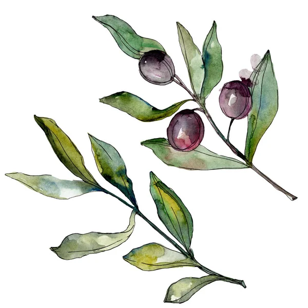 Black olives watercolor background illustration set. Watercolour drawing fashion aquarelle. Isolated olives illustration element. — Stock Photo