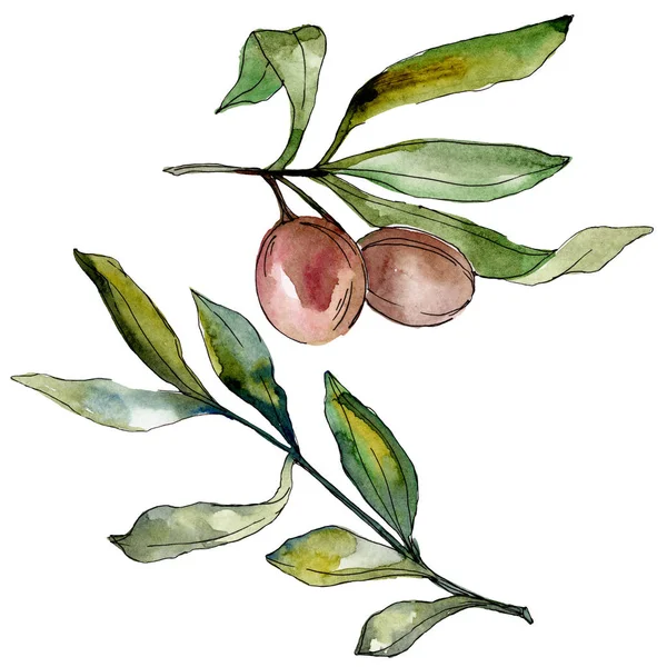 Olives noires aquarelle fond illustration ensemble. Aquarelle dessin mode aquarelle. Elément d'illustration olives isolées . — Photo de stock