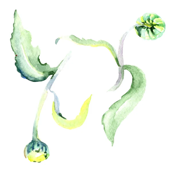 Ромашкові квіти. Набір ілюстрацій для акварельного фону. Акварельний малюнок моди акварель ізольовано. Ізольований елемент ілюстрації ромашки . — стокове фото