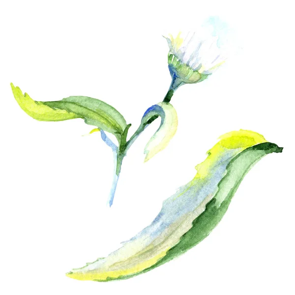 Fleur et feuilles de marguerite. Ensemble d'illustration de fond aquarelle. Aquarelle dessin mode aquarelle isolé. Élément d'illustration de marguerite isolée . — Photo de stock