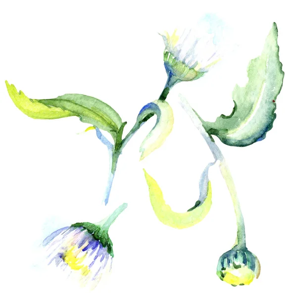 Daisy flowers. Watercolor background illustration set. Watercolour drawing fashion aquarelle isolated. Isolated daisy illustration element. — Stock Photo