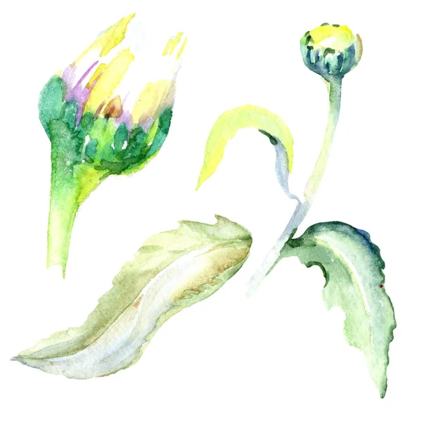 Daisy flowers. Watercolor background illustration set. Watercolour drawing fashion aquarelle isolated. Isolated daisy illustration element. — Stock Photo
