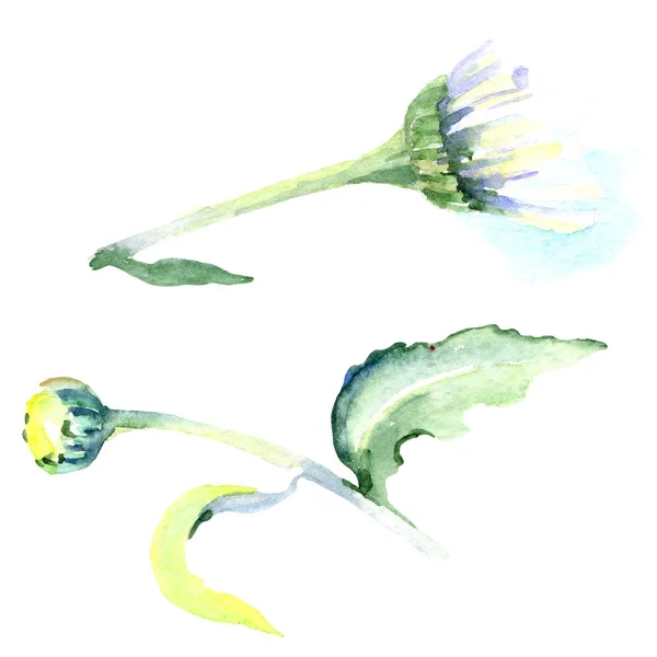 Des fleurs de marguerite. Ensemble d'illustration de fond aquarelle. Aquarelle dessin mode aquarelle isolé. Élément d'illustration de marguerite isolée . — Photo de stock