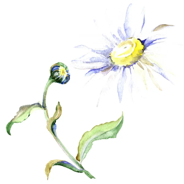 Flores de margarita. Conjunto de ilustración de fondo acuarela. Acuarela dibujo moda acuarela aislado. Elemento ilustrativo de margarita aislada . — Stock Photo