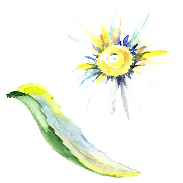 Daisy flower. Watercolor background illustration set. Watercolour drawing fashion aquarelle isolated. Isolated daisy illustration element. — Stock Photo