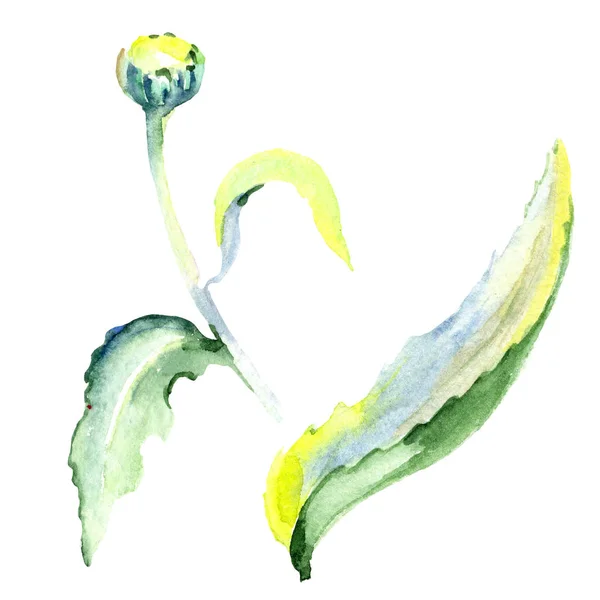 Daisy flower. Watercolor background illustration set. Watercolour drawing fashion aquarelle isolated. Isolated daisy illustration element. — Stock Photo