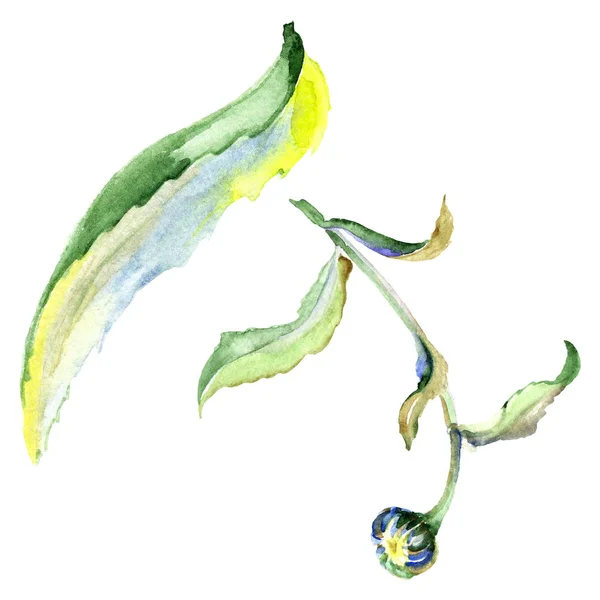 Fleur de marguerite. Ensemble d'illustration de fond aquarelle. Aquarelle dessin mode aquarelle isolé. Élément d'illustration de marguerite isolée . — Photo de stock