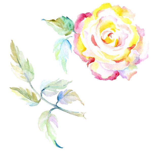 Orange rose. Watercolor background illustration set. Watercolour drawing fashion aquarelle isolated. Isolated rose illustration element. — Stock Photo