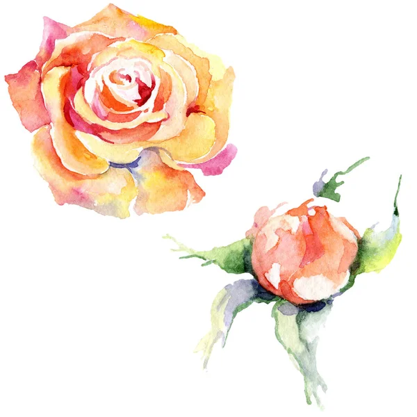 Orangefarbene Rosenblüten. Aquarell Hintergrundillustration Set. Aquarellzeichnung Modeaquarell isoliert. Isolierte Rose als Illustrationselement. — Stockfoto