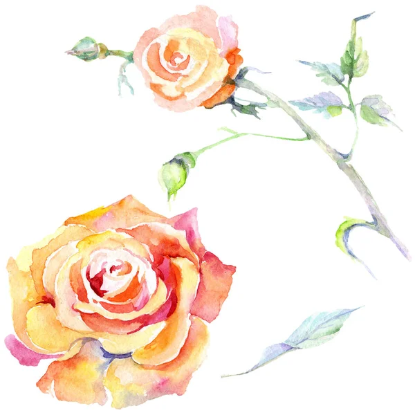 Помаранчеві трояндові квіти. Набір ілюстрацій для акварельного фону. Акварельний малюнок моди акварель ізольовано. Ізольований елемент ілюстрації троянди . — стокове фото