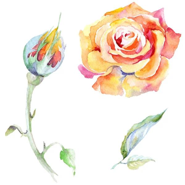 Помаранчеві трояндові квіти. Набір ілюстрацій для акварельного фону. Акварельний малюнок моди акварель ізольовано. Ізольований елемент ілюстрації троянди . — стокове фото