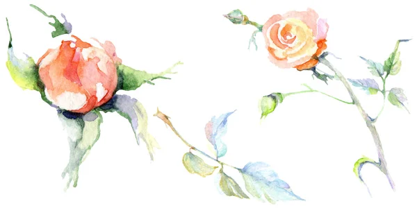 Flores de rosa anaranjada. Conjunto de ilustración de fondo acuarela. Acuarela dibujo moda acuarela aislado. Elemento de ilustración rosa aislada . - foto de stock