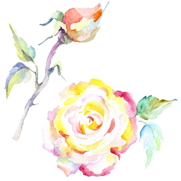 Fleurs roses oranges. Ensemble d'illustration de fond aquarelle. Aquarelle dessin mode aquarelle isolé. Elément d'illustration isolé rose . — Photo de stock