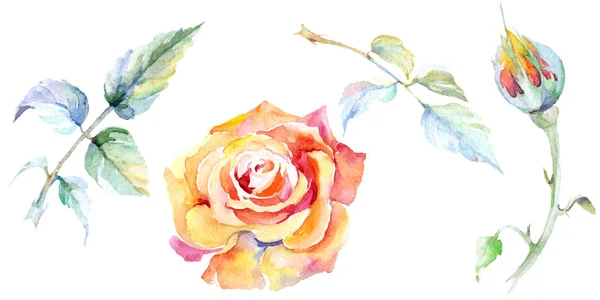 Orange rose flowers. Watercolor background illustration set. Watercolour drawing fashion aquarelle isolated. Isolated rose illustration element. — Stock Photo