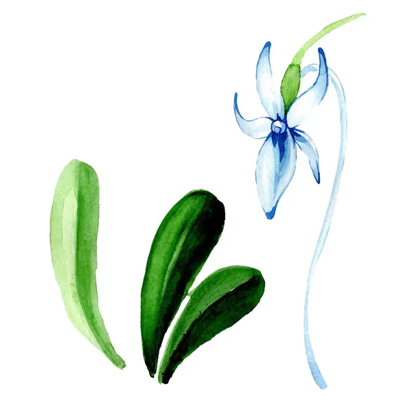 Blue Rare orchid. Floral botanical flower. Wild spring leaf wildflower. Watercolor background illustration set. Watercolour drawing fashion aquarelle isolated. Isolated orchid illustration element. — Stock Photo