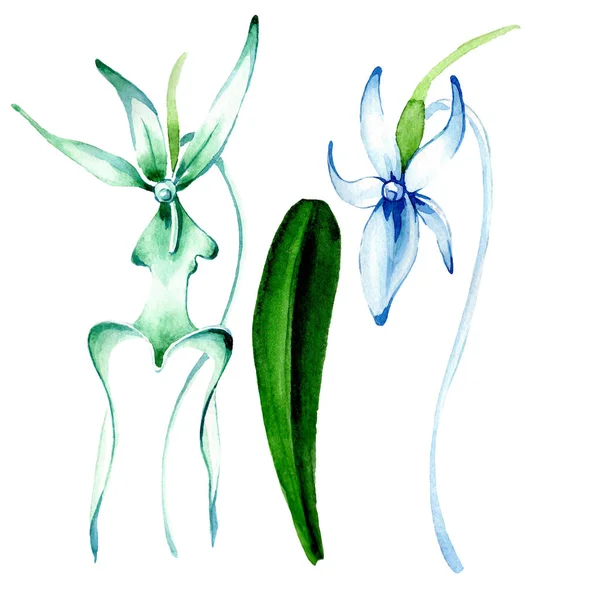 Orquídea rara azul. Flor botánica floral. Flor silvestre de hoja de primavera. Conjunto de ilustración de fondo acuarela. Acuarela dibujo moda acuarela aislado. Elemento de ilustración de orquídea aislada . - foto de stock