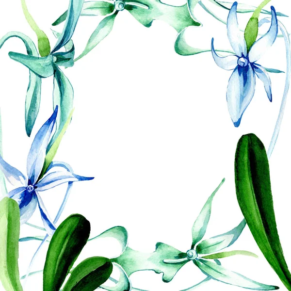 Orquídea rara azul. Flor botánica floral. Flor silvestre de hoja de primavera aislada. Conjunto de ilustración de fondo acuarela. Acuarela dibujo moda acuarela aislado. Marco borde ornamento cuadrado . - foto de stock