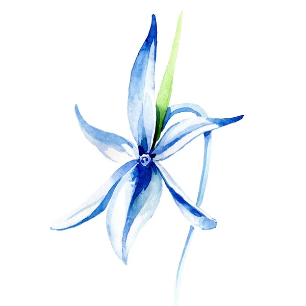 Orquídea rara azul. Flor botánica floral. Flor silvestre de hoja de primavera. Conjunto de ilustración de fondo acuarela. Acuarela dibujo moda acuarela aislado. Elemento de ilustración de orquídea aislada . - foto de stock