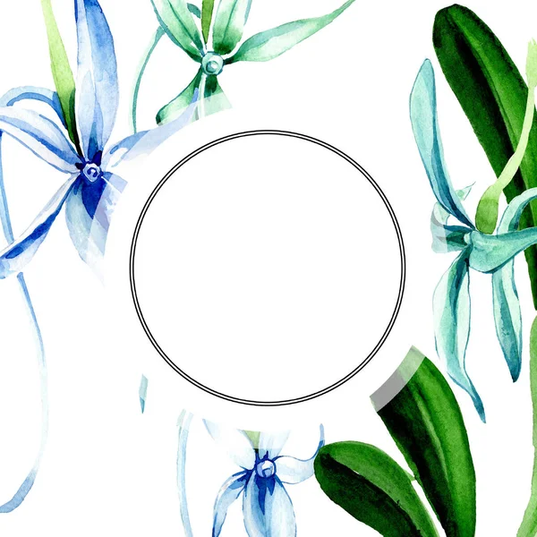 Orquídea rara azul. Flor botánica floral. Flor silvestre de hoja de primavera aislada. Conjunto de ilustración de fondo acuarela. Acuarela dibujo moda acuarela aislado. Marco borde ornamento cuadrado . - foto de stock