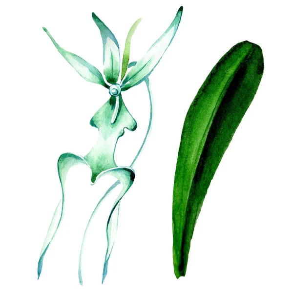 Orquídea rara azul. Flor botánica floral. Flor silvestre de hoja de primavera. Conjunto de ilustración de fondo acuarela. Acuarela dibujo moda acuarela aislado. Elemento de ilustración de orquídea aislada . - foto de stock