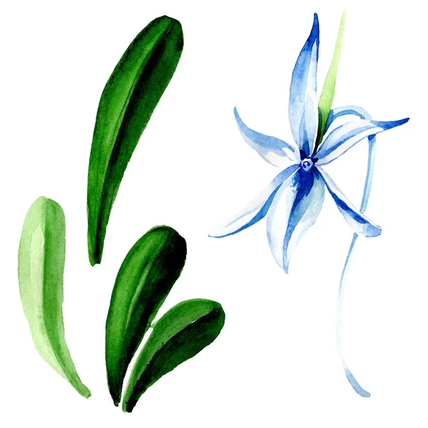 Blaue seltene Orchidee. Blütenbotanische Blume. wilde Frühlingsblume. Aquarell Hintergrundillustration Set. Aquarellzeichnung Modeaquarell isoliert. isolierte Orchidee Illustrationselement. — Stockfoto