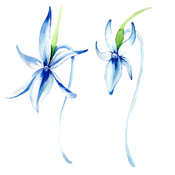 Orchidea blu rara. Fiore botanico floreale. Fiordaliso selvatico. Acquerello sfondo illustrazione set. Acquerello disegno moda acquerello isolato. Elemento isolato di illustrazione del orchid . — Foto stock