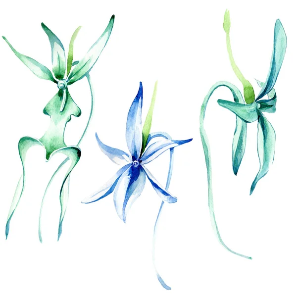 Orquídea rara azul. Flor botánica floral. Flor silvestre de hoja de primavera. Conjunto de ilustración de fondo acuarela. Acuarela dibujo moda acuarela aislado. Elemento de ilustración de orquídea aislada . - foto de stock