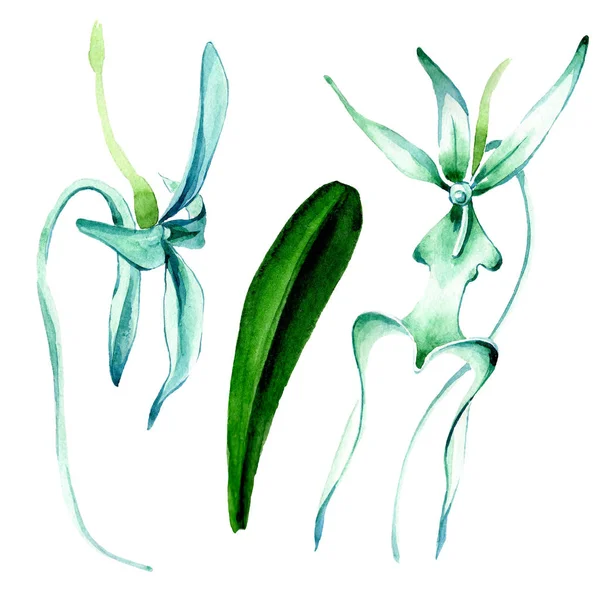 Синяя редкая орхидея. Цветочный ботанический цветок. Дикий весенний цветок. Набор акварельных фонов. Акварель акварель акварель изолирована. Изолированный элемент иллюстрации орхидей . — стоковое фото