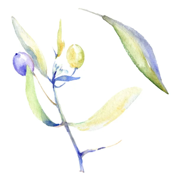 Olives aquarelle fond illustration ensemble. Olives isolées avec feuilles éléments d'illustration . — Photo de stock