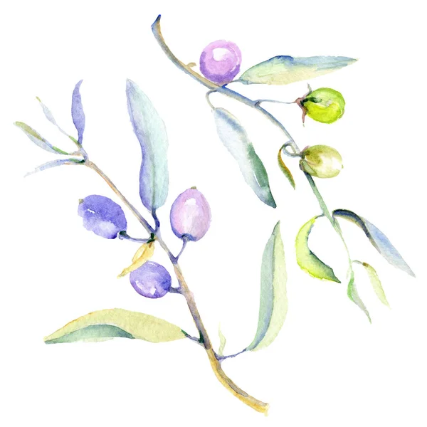Olives watercolor background illustration set. Isolated olives with leaves illustration elements. — Stock Photo