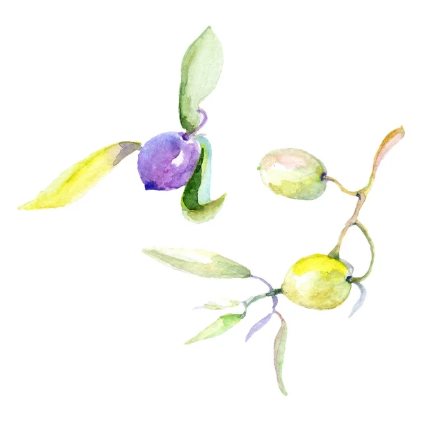 Olives watercolor background illustration set. Isolated olives with leaves illustration elements. — Stock Photo