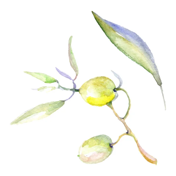 Olive acquerello sfondo illustrazione set. Olive isolate con elementi illustrativi di foglie . — Foto stock