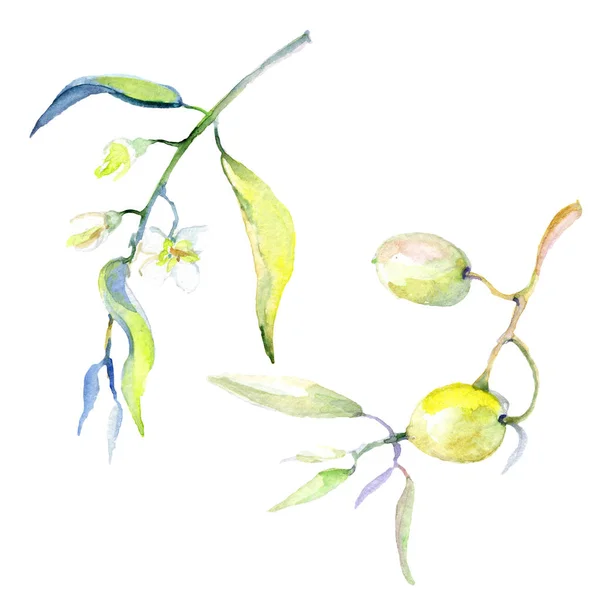 Olives watercolor background illustration set. Isolated olives with leaves illustration elements. — Stock Photo