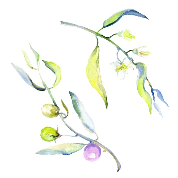 Olives watercolor background illustration set. Isolated olives with leaves illustration elements. — Stock Photo