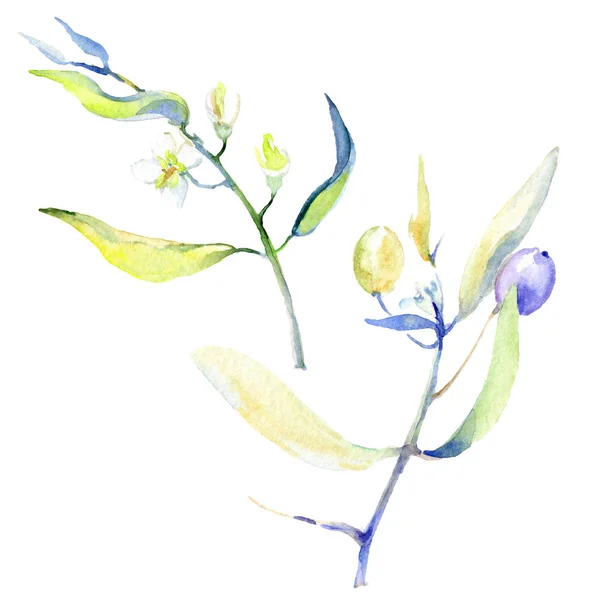 Olives aquarelle fond illustration ensemble. Olives isolées avec feuilles éléments d'illustration . — Photo de stock