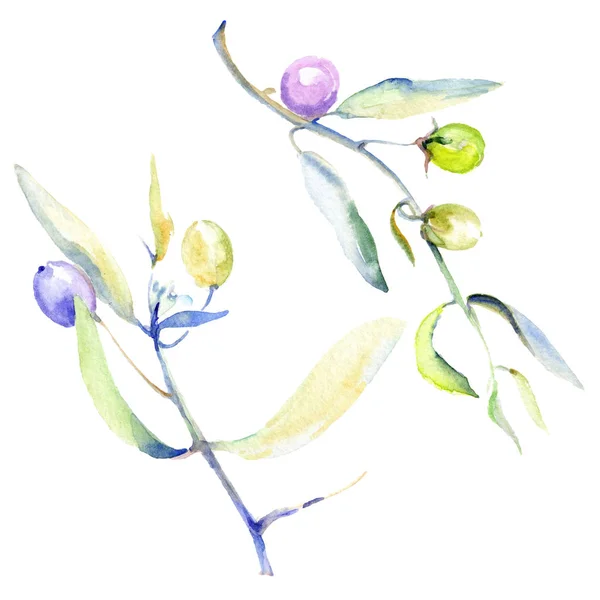 Набор акварельных фоновых иллюстраций. Изолированные оливки с элементами иллюстрации листьев . — стоковое фото