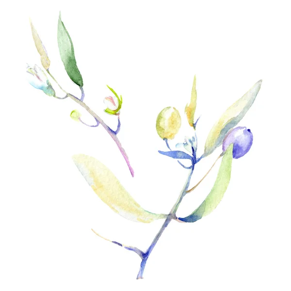 Oliven Aquarell Hintergrund Illustrationsset. isolierte Oliven mit Blättern Illustrationselementen. — Stockfoto