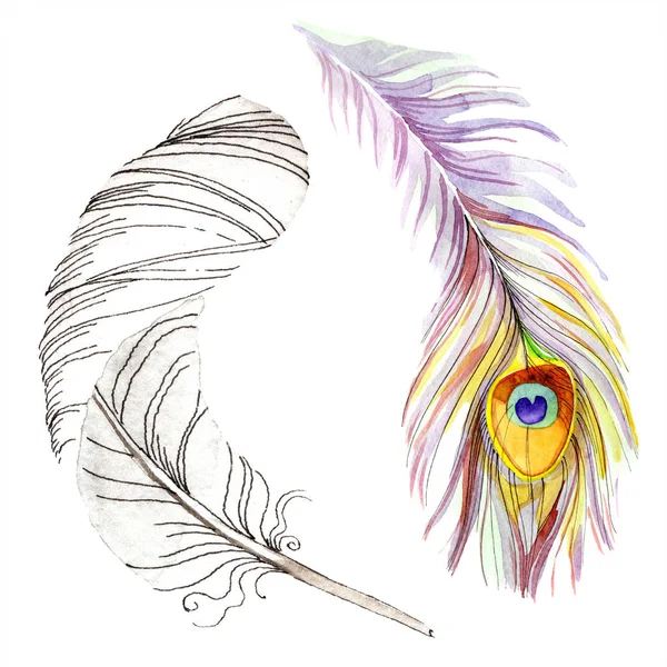 Colorful bird feather from wing isolated. Aquarelle feather for background, texture. Watercolor background illustration set. Watercolour drawing fashion aquarelle isolated. — Stock Photo