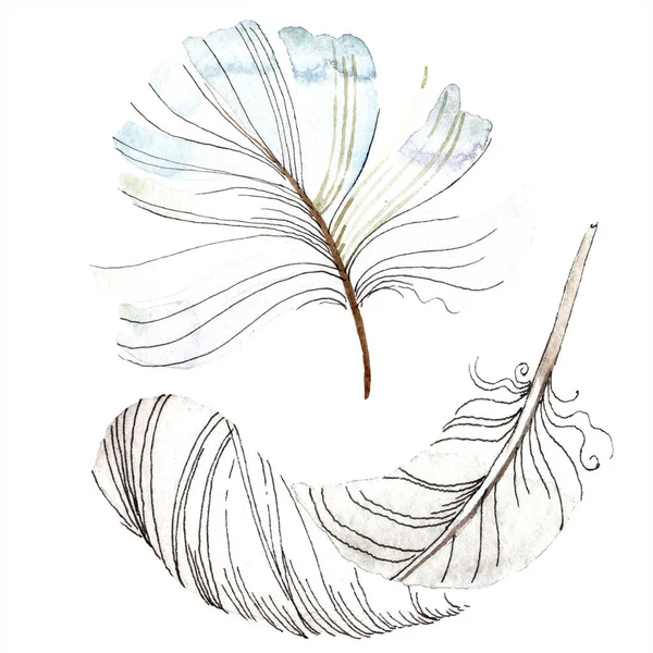 Plume d'oiseau blanc de l'aile isolée. Plumes Aquarelle pour fond, texture. Ensemble d'illustration de fond aquarelle. Aquarelle dessin mode aquarelle isolé . — Photo de stock