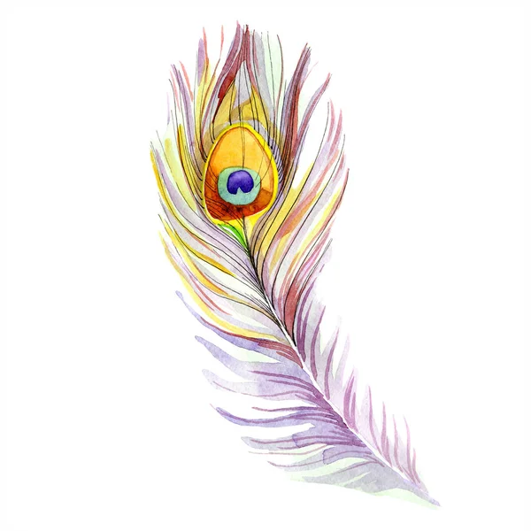 Colorful bird feather from wing isolated. Aquarelle feather for background, texture. Watercolor background illustration set. Watercolour drawing fashion aquarelle isolated. — Stock Photo