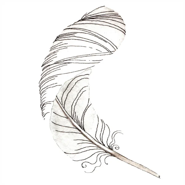 Pluma de pájaro blanco del ala aislada. Pluma de Aquarelle para fondo, textura. Conjunto de ilustración de fondo acuarela. Acuarela dibujo moda aquarelle aislado . - foto de stock