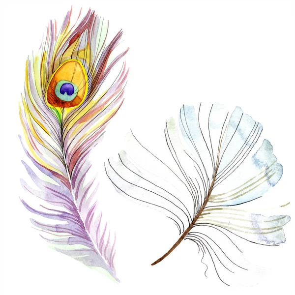 Pluma colorida de pájaro de ala aislada. Pluma de Aquarelle para fondo, textura. Conjunto de ilustración de fondo acuarela. Acuarela dibujo moda aquarelle aislado . - foto de stock