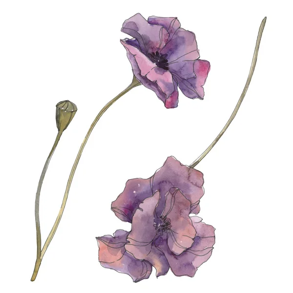 Fiore botanico floreale di papavero viola. Foglia selvatica primaverile isolata. Acquerello sfondo illustrazione set. Acquerello disegno moda acquerello isolato. Elemento di illustrazione papaveri isolati . — Foto stock