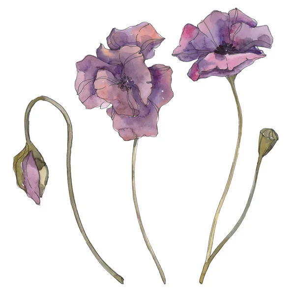Purple poppy floral botanical flower. Wild spring leaf isolated. Watercolor background illustration set. Watercolour drawing fashion aquarelle isolated. Isolated poppies illustration element. — Stock Photo
