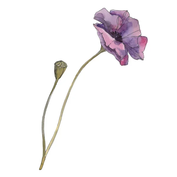 Flor botânica floral de papoula roxa. Folha de primavera selvagem isolada. Conjunto de ilustração de fundo aquarela. Aquarelle desenho aquarelle moda isolado. Isolado papoilas ilustração elemento . — Fotografia de Stock