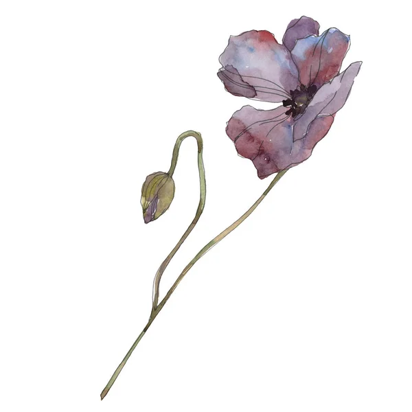 Fiore botanico floreale di papavero viola. Foglia selvatica primaverile isolata. Acquerello sfondo illustrazione set. Acquerello disegno moda acquerello isolato. Elemento di illustrazione papaveri isolati . — Foto stock