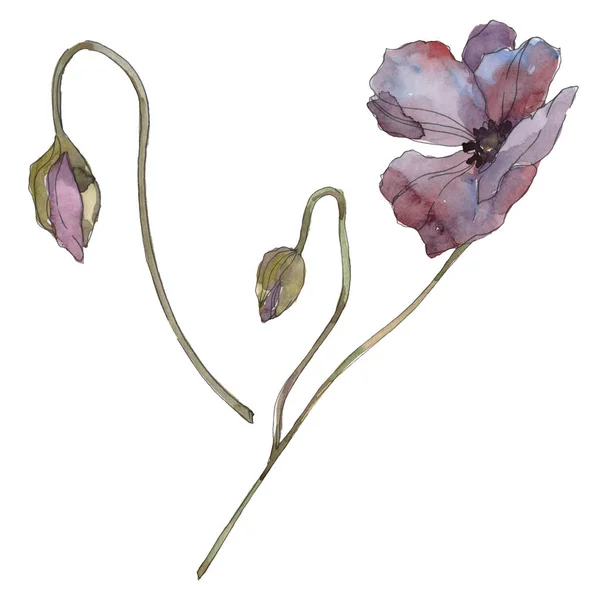 Fiore botanico floreale di papavero viola. Foglia selvatica primaverile isolata. Acquerello sfondo illustrazione set. Acquerello disegno moda acquerello isolato. Elemento di illustrazione papaveri isolati . — Foto stock