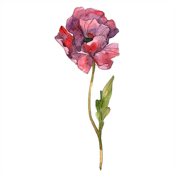 Fleur botanique florale de pavot rouge. Feuille sauvage de printemps fleur sauvage isolée. Ensemble d'illustration de fond aquarelle. Aquarelle dessin mode aquarelle isolé. Élément d'illustration isolé de pavot . — Photo de stock