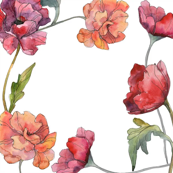 Fleur botanique florale de pavot rouge. Feuille sauvage de printemps fleur sauvage isolée. Ensemble d'illustration de fond aquarelle. Aquarelle dessin mode aquarelle isolé. Cadre bordure ornement carré . — Photo de stock