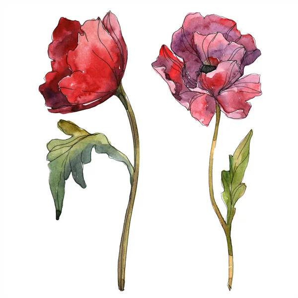 Red poppy floral botanical flower. Wild spring leaf wildflower isolated. Watercolor background illustration set. Watercolour drawing fashion aquarelle isolated. Isolated poppy illustration element. — Stock Photo